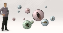 Bed Bug Basics: 10 Tips to Protect Yourself Pest Video - Pest Media  
