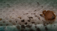 Pandemic: Bed Bug PSA Pest Video - Pest Media 