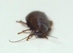 Cockroach PSA Pest Video - Pest Media 