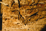 Termite Damaged Wood Picture - Termite Photos from PestWorld