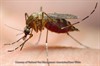 [MOSQUITO-BITING].- [NEWS-&amp;-VIEWS-HEALTH-HUB] - Pest Media