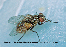 [HOUSE-FLY].- [NEWS-&amp;-VIEWS-HEALTH-HUB] - Pest Media