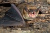 [BAT].- [NEWS-&amp;-VIEWS-HEALTH-HUB] - Pest Media