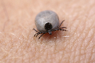 [TICK].- [NEWS-&amp;-VIEWS-HEALTH-HUB] - Pest Media