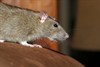 [RAT].- [NEWS-&amp;-VIEWS-HEALTH-HUB] - Pest Media