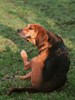 [DOG-FLEAS].- [NEWS-&amp;-VIEWS-HEALTH-HUB] - Pest Media