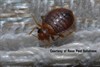 [BED-BUGS] Extreme Infestation - Pest Media