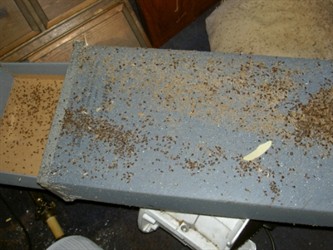 Lambda Cyhalothrin Bed Bugs Lambda Cyhalothrin Bed Bugs