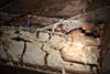 [WATER-CONDUCTING-FUNGUS] Extreme Infestation - Pest Media 