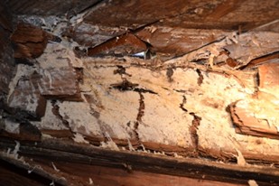 Water Conductng Fungus2