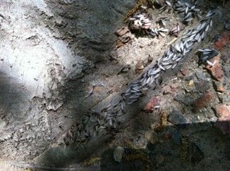 Termite Close