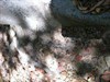 [TERMITE] Extreme Infestation - Pest Media 