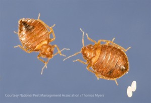 Bed Bug Biology & Color: Male & Female Bed Bugs & Eggs