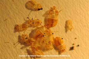 Bed Bugs Molt