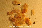 Bed Bug Eggs: A Close-up Photo of Bed Bug Eggs
