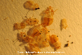 Bed Bug Eggs: A Close-up Photo of Bed Bug Eggs Bed Bug Eggs: A Close-up Photo of Bed Bug Eggs