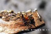 Ant-Mimic Spider Female Picture - Ant-Mimic Spider Female Photos from PestWorld
