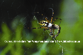 Black &amp; Yellow Garden Spider Picture - Black &amp; Yellow Garden Spider Photos from PestWorld
