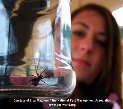 Black Widow Picture - Spider Photos from PestWorld