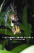 Black &amp; Yellow Garden Spider Molting Picture - Black &amp; Yellow Garden Spider Photos from PestWorld