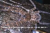 Fishing Spider Picture - Fishing Spider Photos from PestWorld