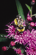 Bumble Bee Picture - Bumble Bee Photos from PestWorld