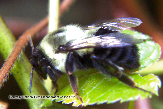 Bumble Bee Picture - Bumble Bee Photos from PestWorld