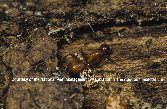 Carpenter Ants Picture - Carpenter Ant Photos from PestWorld