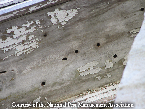 Carpenter Bee Damage Picture - Carpenter Bee Photos from PestWorld