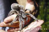 Chilean Rose Hair Tarantula Picture - Chilean Rose Hair Tarantula Photos from PestWorld