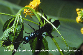 Cricket Hunter Picture - Cricket Hunter Photos from PestWorld