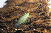 Cuban Cockroach Picture - Cuban Cockroach Photos from PestWorld