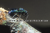 Cuckoo Wasp Picture - Cuckoo Wasp Photos from PestWorld