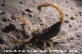Desert Hairy Scorpion Picture - Desert Hairy Scorpian Photos from PestWorld