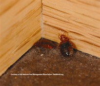 Where are bed bugs found? - Bed Bugs Corner Shot