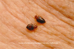 Bed Bug Biology: Bed Bugs Feeding
