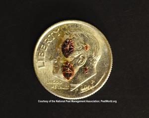 Bed Bug Size: Early and Late Bed Bugs on Dime