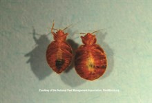 Male and Female Bed Bugs
