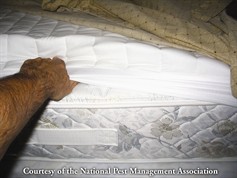Where do bed bugs come from? - Mattress Inspection