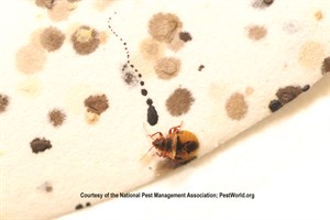 Signs of Bed Bugs: Nymph Spots