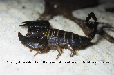 Flat Rock Scorpion Picture - Flat Rock Scorpion Photos from PestWorld