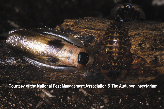 Giant Cave Adult and Nymph Picture - Cockroach Photos from PestWorld