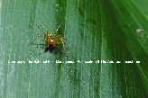 Golden Lynx Spider Picture - Golden Lynx Spider Photos from PestWorld