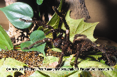 Goliath Bird-Eating Tarantula Picture - Goliath Bird-Eating Tarantula Photos from PestWorld