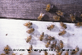 Honey Bees Picture - Honey Bee Photos from Pestworld