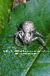 Lynx Spider Picture - Lynx Spider Photos from PestWorld