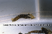 Molt From Mosquito Picture - Mosquito Photos from PestWorld