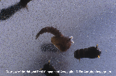 Mosquito Pupa Picture - Mosquito Photos from PestWorld