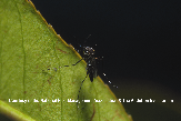 Mosquito Picture - Mosquito Photos from PestWorld