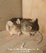 Mouse Picture - Mouse Photos from PestWorld